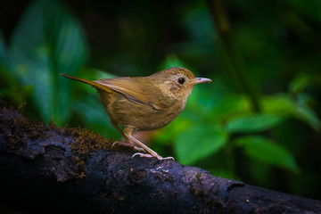 Buff-breasted babbler (Pellorneum tickelli)