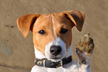 dog, jack russell
