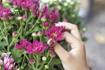 Fototapeta na wymiar close up of beautyful chrysanthemum