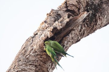 Two green parakeets perched on an old tree trunk in Sri Lanka