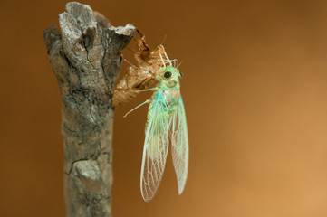 セミの羽化：ツクツクボウシ３