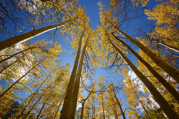 yellow aspen