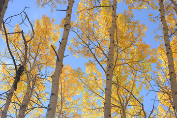 yellow aspen