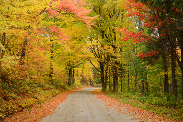 vermont road in autumn - obrazy, fototapety, plakaty