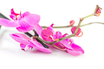 Tropical pink orchid isolated