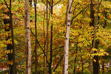 Fototapeta na wymiar vermont fall foliage