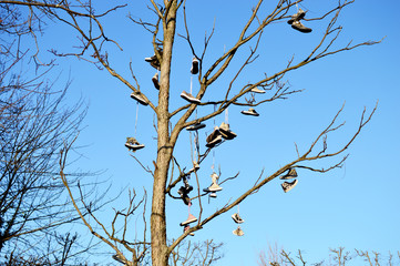 Am Baum hängende Schuhe