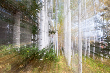 White birch forest zoom blur abstract.