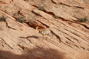 big horn sheep
