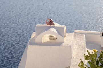 Copper pingeons in love