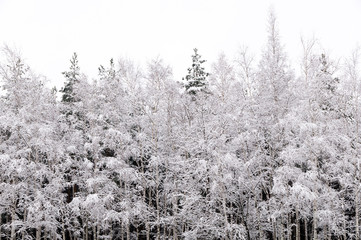 forest in winter