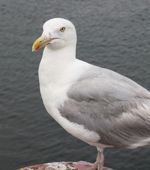 Goéland argenté - larus aregentatus - en bordure de quai