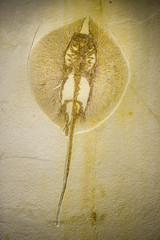 Heliobatis radians fossil, extinct genus of ray