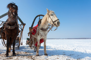 Naklejka na ściany i meble Two horses with bridle and harness at the countryside in winter
