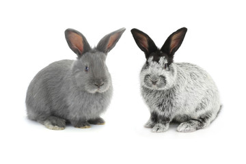 Obraz premium two gray rabbit