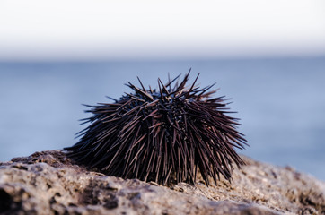 Sea Urchin