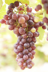 Grape vines in a vineyard