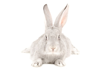 Fototapeta premium Gray rabbit