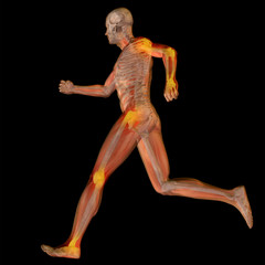 3D human man anatomy with articular pain