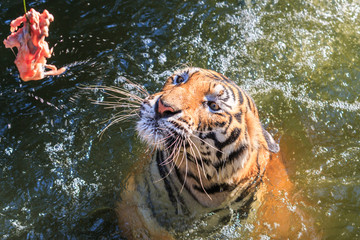 Feeding the Bengal tiger (Panthera tigris tigris) in the zoo