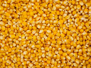 Corn Grains Background