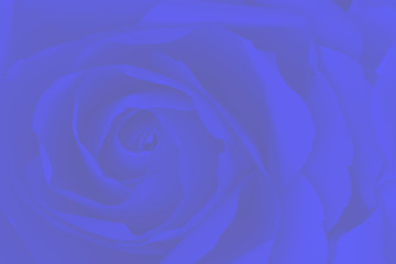 Blurred blue rose abstract background.