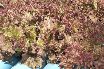 Red coral hydroponic vegetable is planted in a garden