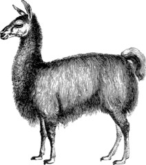 Vintage graphic  lama alpaca © unorobus