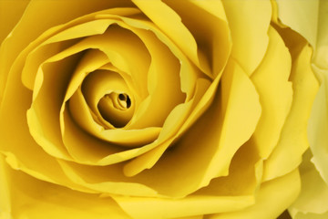 Abstract yellow rose background make from paper.