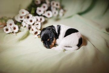 Toy fox terrier puppy © Anna Averianova