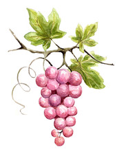 Panele Szklane  Ilustracja -- winorośli