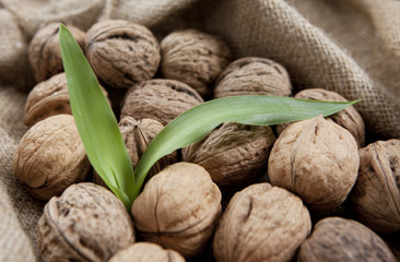 feuille de noyer noix