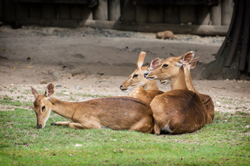 Eld's deer (Panolia eldii) © vrabelpeter1