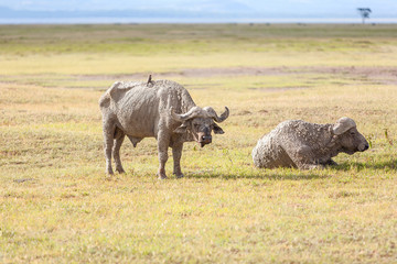 Safari - two  rhino
