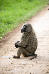 Baboon