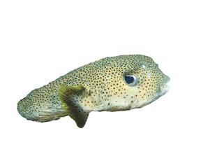 Porcupinefish isolated on white background © Richard Carey