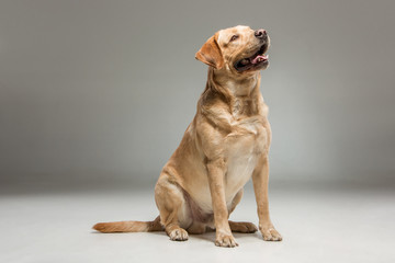 Labrador retrieve on gray background