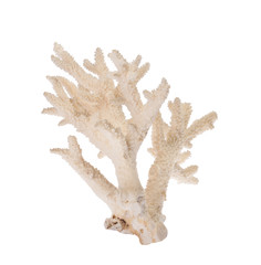 Obraz premium isolated on white coral branch