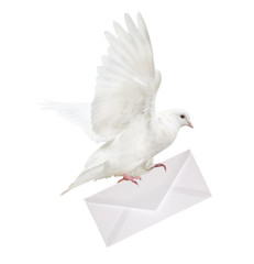 isolated white dove carrying envelope