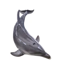 Keuken foto achterwand Dolfijn geïsoleerde dolfijn bovenaanzicht