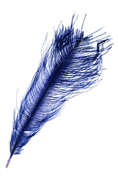 dark blue feather on white