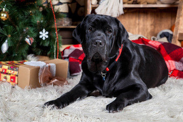 Big black labrador, holidays, christmas, new year