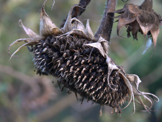semi di girasole (Helianthus annuus)