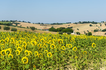 Marches (Italy): summer landscape