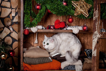 Pretty gray cat, holidays, christmas, new year