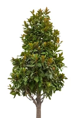 Foto auf Acrylglas Magnolie einzelner Magnolienbaum isoliert auf weiß