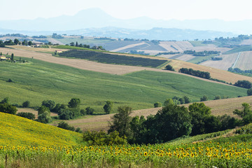 Fototapeta premium Marches (Italy): summer landscape