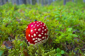 Red flyagaric.