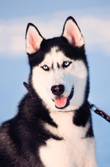 Portrait of siberian husky on snow