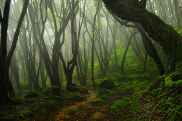 Bosque de Nepal